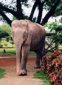Elephant blanc