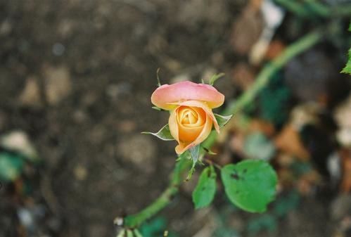 0058-copie-1.jpg