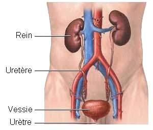 La douleur dans le cou à laugmentation de la tête en haut
