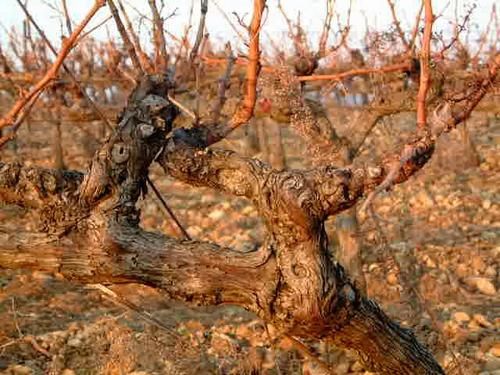 Vignes.jpg