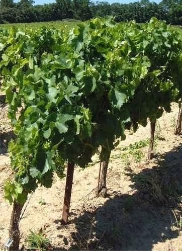 grappes-vertes.jpg