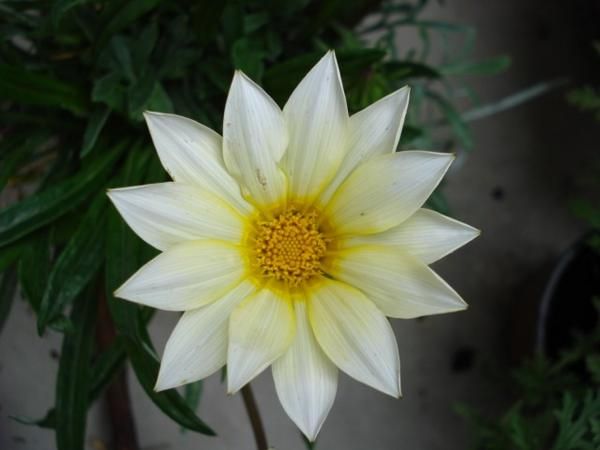 18-06-2007-SIGNE-002.jpg