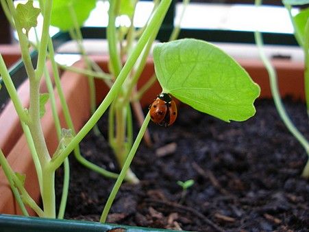 coccinelle-038.jpg