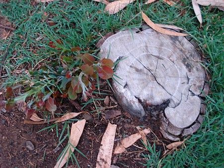 eucalyptus-062.jpg