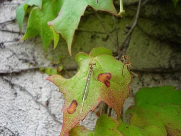 libellule-080.jpg