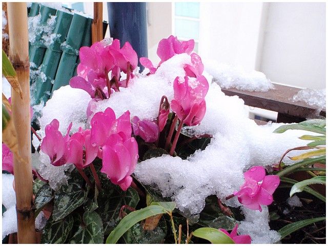 Neige 002-copie-1