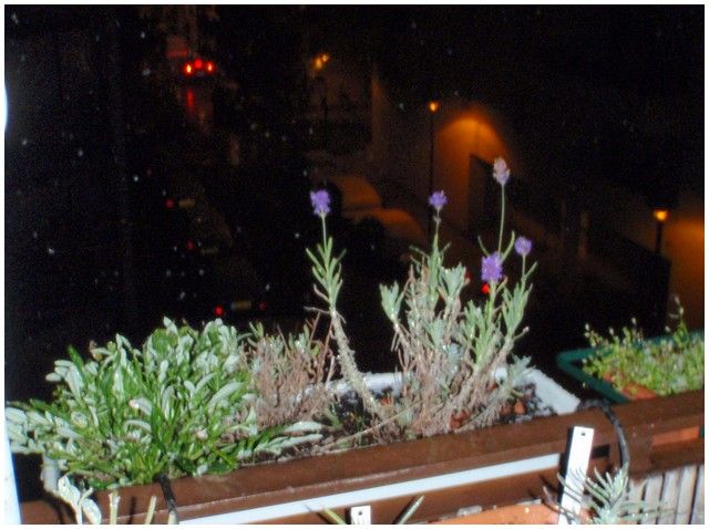 Neige 002