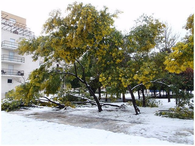 Neige 009