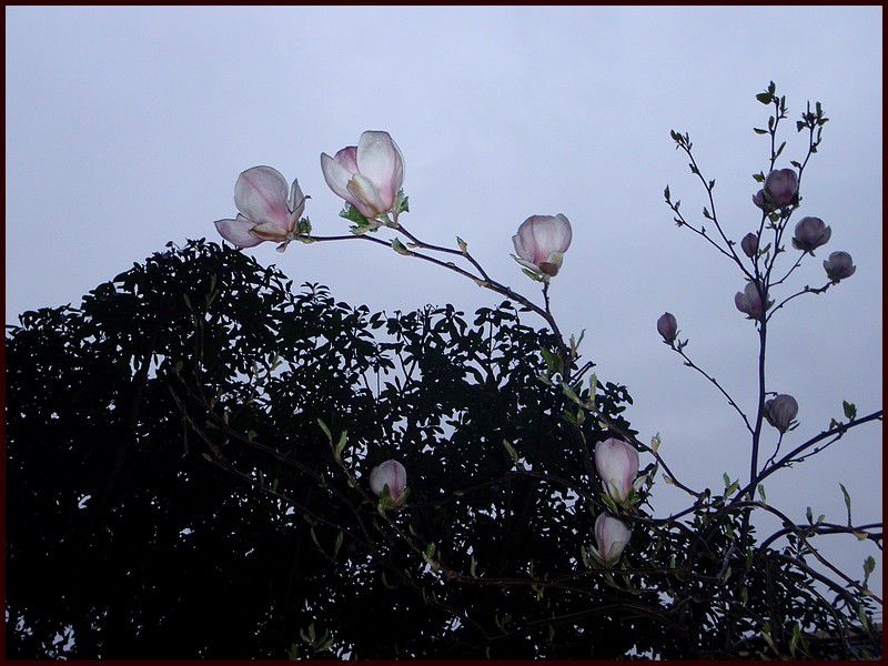 magnolia 032
