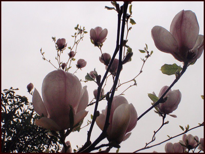 magnolia 034