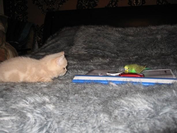 Le chat et l'oiseau