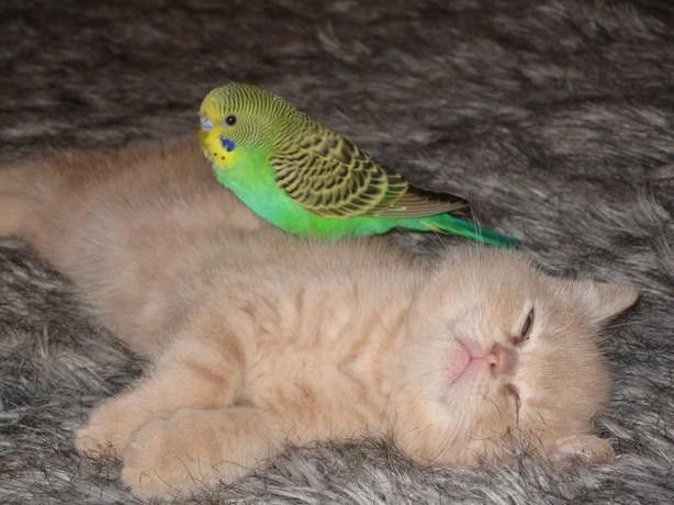 Le chat et l'oiseau12
