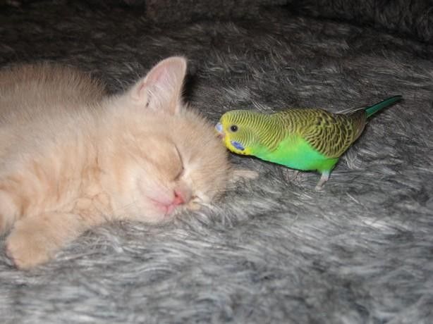 Le chat et l'oiseau13