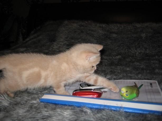 Le chat et l'oiseau2