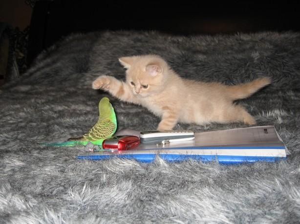 Le chat et l'oiseau4
