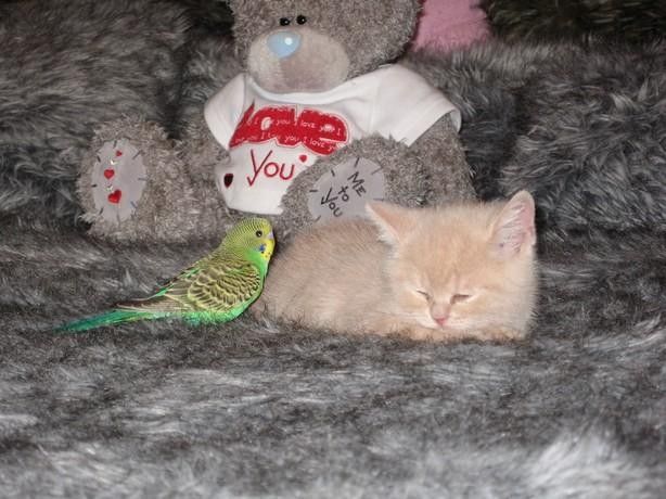 Le chat et l'oiseau5