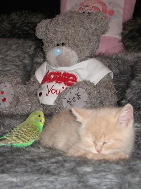 Le chat et l'oiseau6