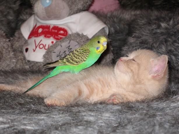 Le chat et l'oiseau7