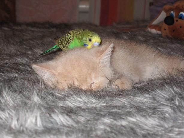 Le chat et l'oiseau9