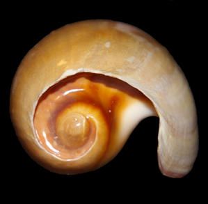 Cypraea024-copie.jpg