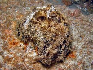 Dolabella-auricularia.jpg