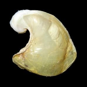 Fosiile012-copie.jpg
