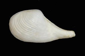 Fosiile016-copie.jpg
