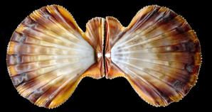 Pecten-nodosus-int--rieur.jpg