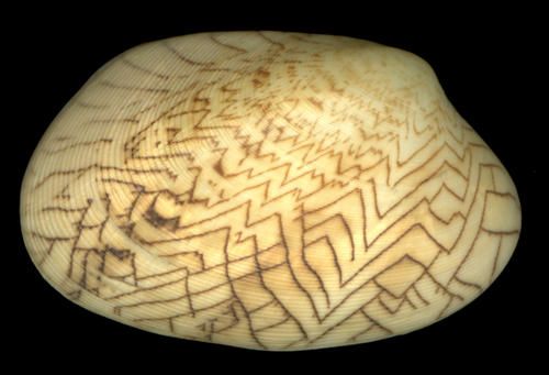 Bivalve3.jpg
