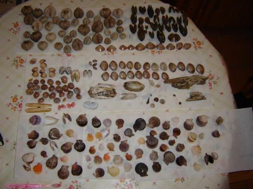 S'en taper cheap le coquillage