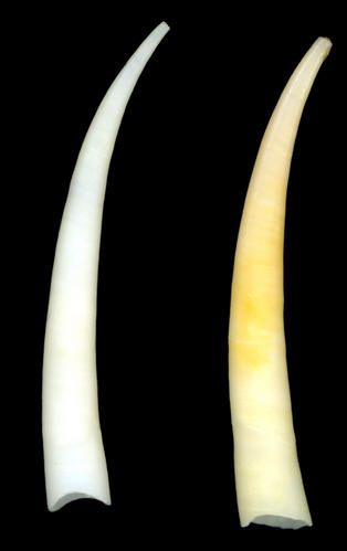 Dentale5.jpg