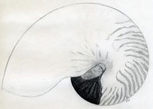 Nautilus-repertus.jpg