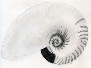 Nautilus-scrobiculatus.jpg
