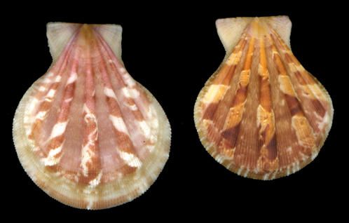 Pecten9-copie.jpg