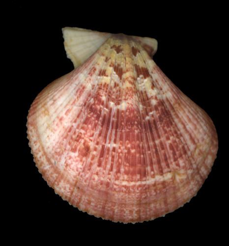 pecten31.jpg