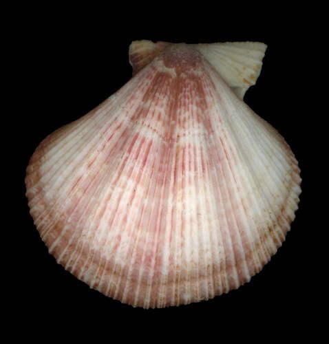 pecten3.jpg
