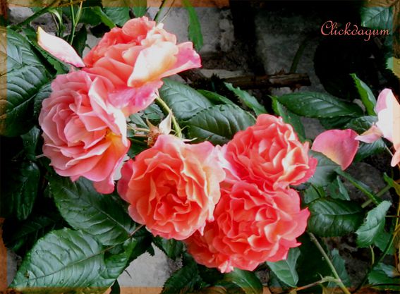 rose-Monsaureau.jpg