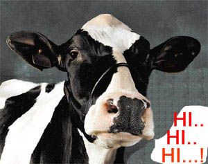 1vache.jpg
