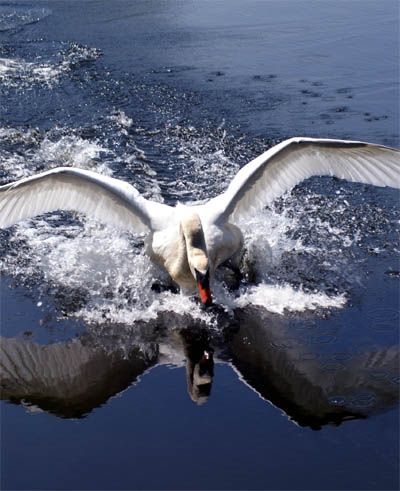 cygne-red-copie-1.jpg