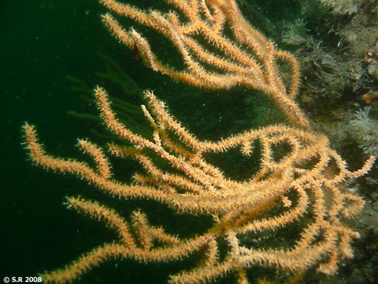 Une gorgone verruqueuse aux polypes déployés