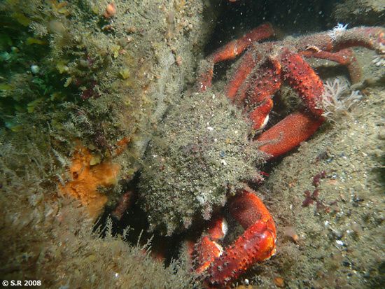 Une araignée de mer