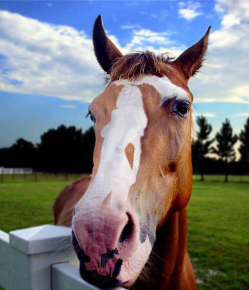 femme nue sur un cheval femme nue girl nude horse cheval