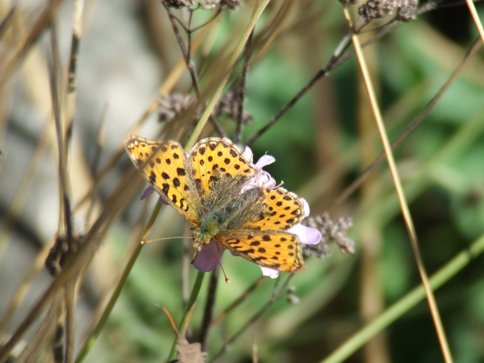 Octobre-2009F6880.jpg