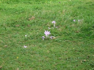 IMG-0949.jpg