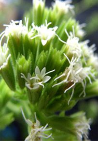 Steviasflower.jpg