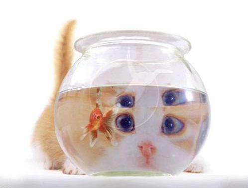 chatpoisson.jpg