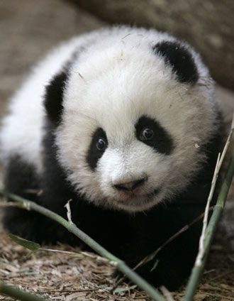 panda.jpg