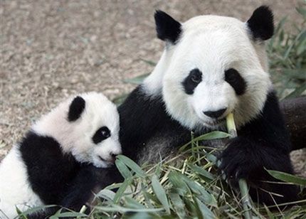 pandaMamanB--b--.jpg