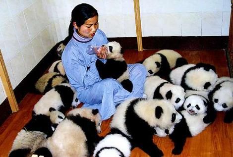 pandas.jpg