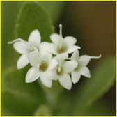 stevia-flower.gif